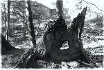 old tree stump, photo